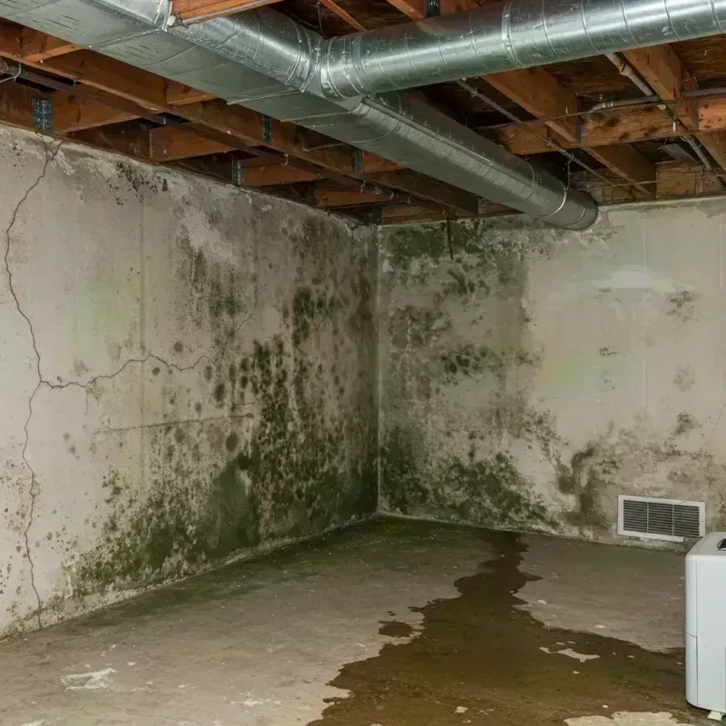 Professional Mold Removal in Kittredge, CO